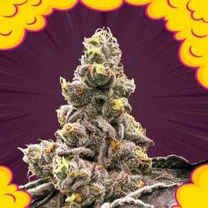 Zahemi (Regulär) | Perfect Tree
