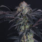 Mendo Frost Auto | Fast Buds