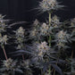 Mendo Guava Auto | Fast Buds