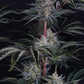 Mendo Frost Auto | Fast Buds