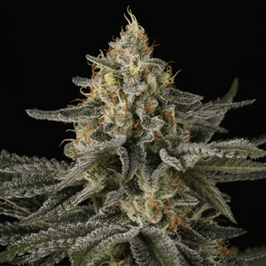 Sunset Paradise | Paradise Seeds