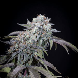 Gulupa | Paradise Seeds