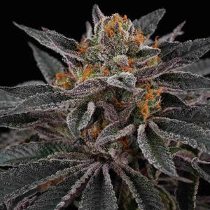 Cherry Crisp | Perfect Tree