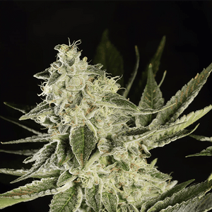 Glowstarz | Paradise Seeds