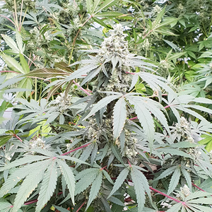 Lemonade Auto