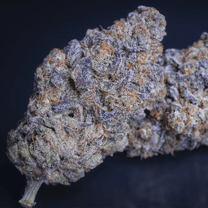 Sweetopia | Paradise Seeds