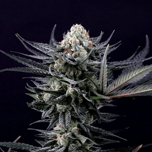Caramba | Paradise Seeds
