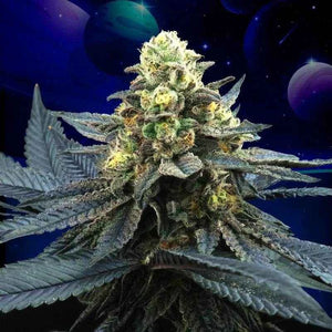 Blue Peach | Perfect Tree