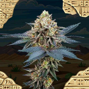 Picchu | Perfect Tree