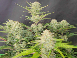 Apricot Auto | Fast Buds