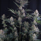 Lemon Tree Auto | Fast Buds