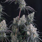 Pineapple OG Auto | Fast Buds