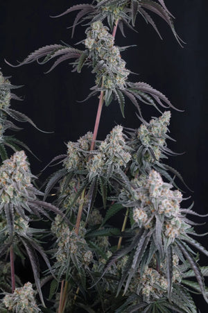 Pineapple OG Auto | Fast Buds