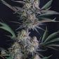 Lemon Tree Auto | Fast Buds