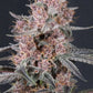 Mango Cherry Runtz Auto | Fast Buds