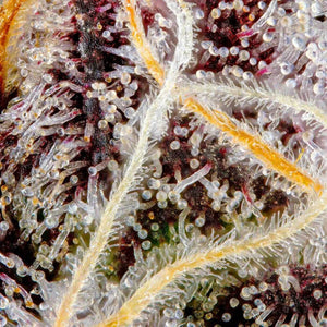 Orange Sapphire | Maven Genetics