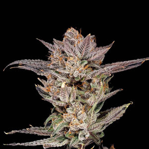 Lychee | Nine Weeks Harvest