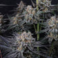 Mendo Guava Auto | Fast Buds