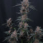 Mango Cherry Runtz Auto | Fast Buds