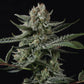Banana Guava Auto | Fast Buds
