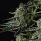 Banana Guava Auto | Fast Buds