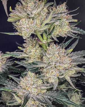 Strawberry Gorilla Auto | Fast Buds