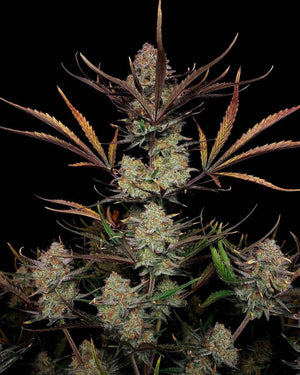 Apple Strudel Auto | Fast Buds