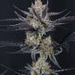 Guava Runtz Auto | Fast Buds