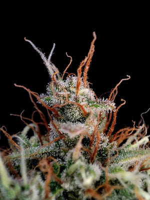 Guava Auto | Fast Buds