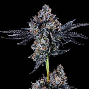 Broadway Runtz | Wizard Trees