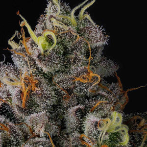Galactic Rainbow | Wizard Trees