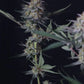 Lemon Tree Auto | Fast Buds
