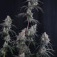 Pineapple OG Auto | Fast Buds