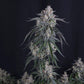 GMO Auto | Fast Buds