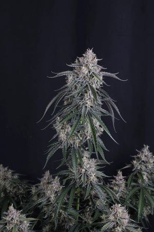 GMO Auto | Fast Buds