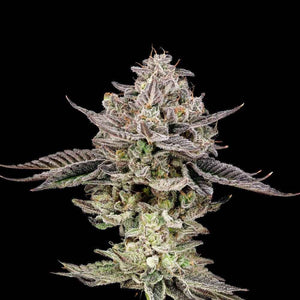 Gary Patron | Nine Weeks Harvest