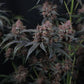 Mango Cherry Runtz Auto | Fast Buds