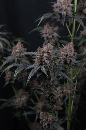 Mango Cherry Runtz Auto | Fast Buds