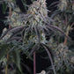 Pineapple OG Auto | Fast Buds