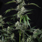 Banana Guava Auto | Fast Buds