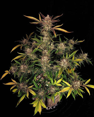 Ztrawberriez Auto | Fast Buds