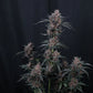 Mango Cherry Runtz Auto | Fast Buds