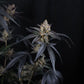 Guava Runtz Auto | Fast Buds