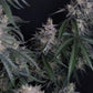 GMO Auto | Fast Buds