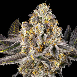 Pina Sangria (Regulär) | Maven Genetics