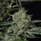 Banana Guava Auto | Fast Buds