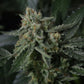 Banana Guava Auto | Fast Buds