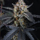 Guava Runtz Auto | Fast Buds