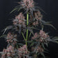 Mango Cherry Runtz Auto | Fast Buds