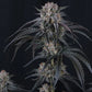Mango Frost Auto | Fast Buds